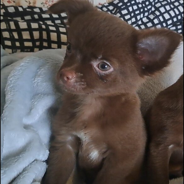 Chihuahua - Dogs