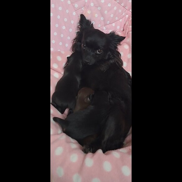 Chihuahua - Dogs
