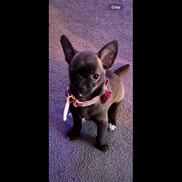 Chihuahua - Bitches