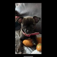 Chihuahua - Bitches