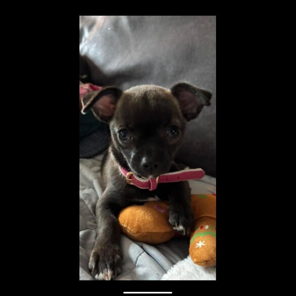 Chihuahua - Bitches