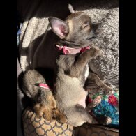 Chihuahua - Bitches