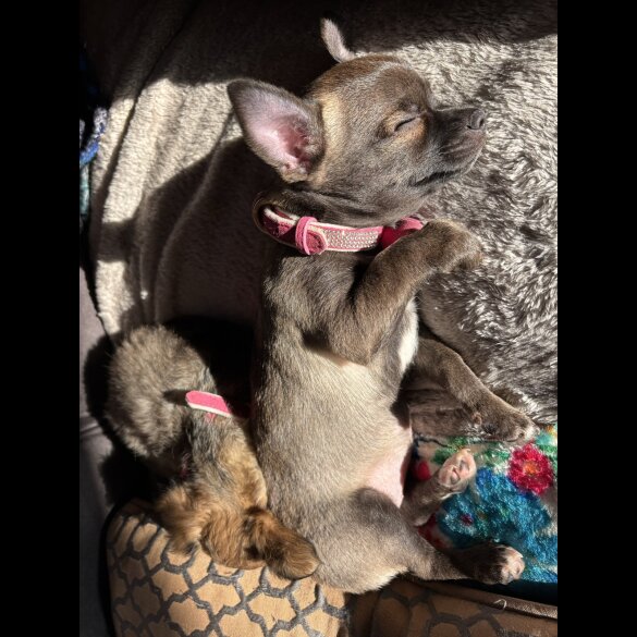 Chihuahua - Bitches