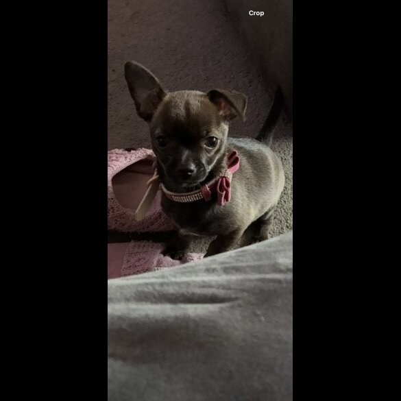 Chihuahua - Bitches