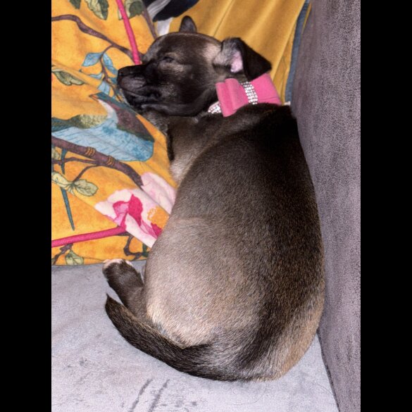 Chihuahua - Bitches