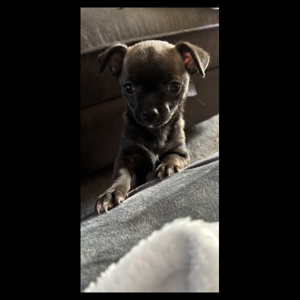 Chihuahua - Bitches