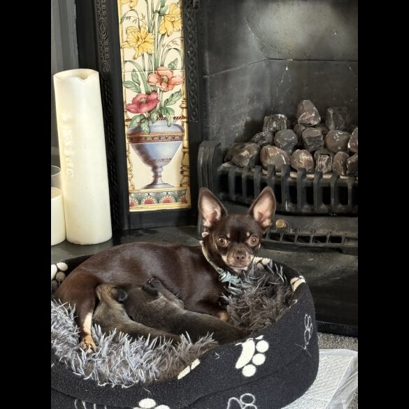 Chihuahua - Bitches