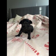Chorkie - Both