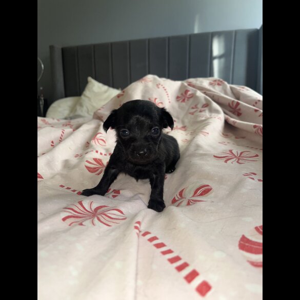 Chorkie - Both