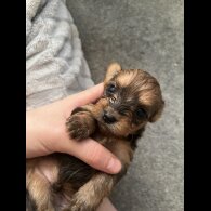 Chorkie - Both