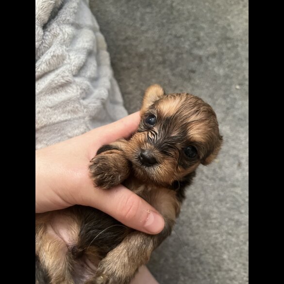 Chorkie - Both