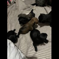 Chorkie - Both