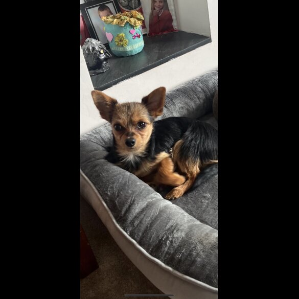 Chorkie - Both