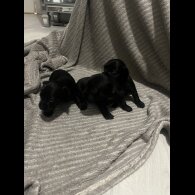 Chorkie - Both