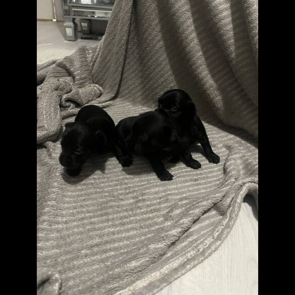 Chorkie - Both