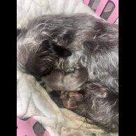 Chorkie - Both