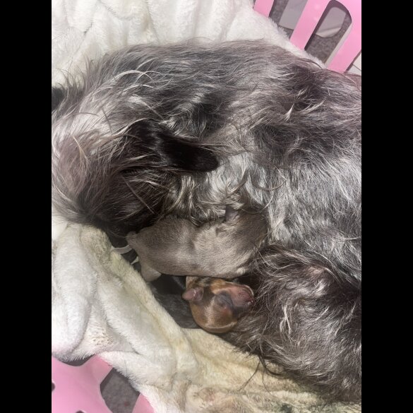 Chorkie - Both