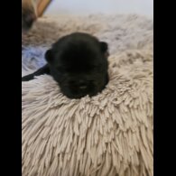 Chow Chow - Both