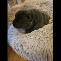 Chow Chow - Both