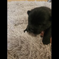 Chow Chow - Both