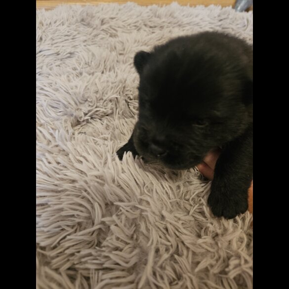 Chow Chow - Both