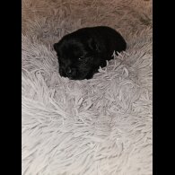 Chow Chow - Both