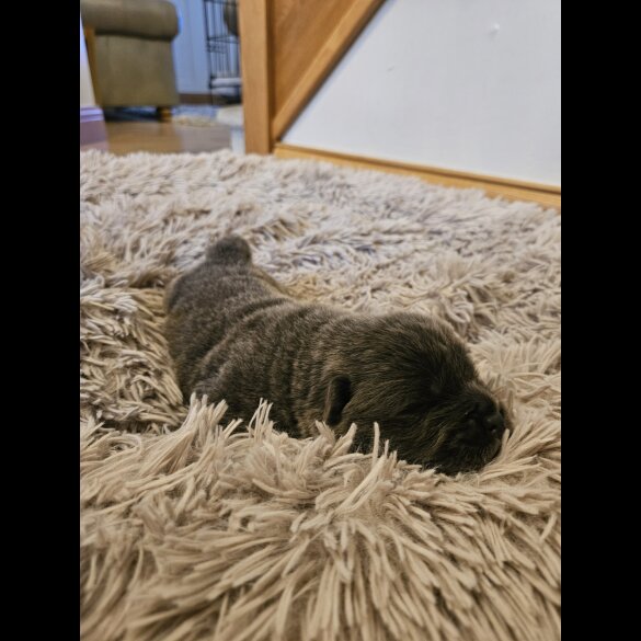 Chow Chow - Both