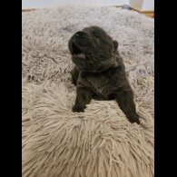 Chow Chow - Both