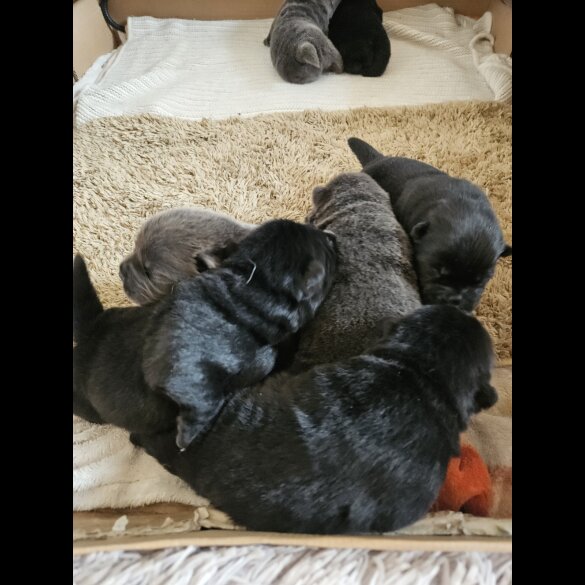 Chow Chow - Both