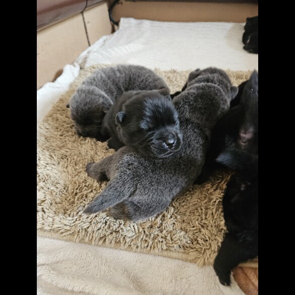Chow Chow - Both