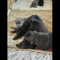 Chow Chow - Both