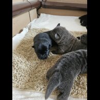 Chow Chow - Both