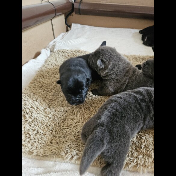 Chow Chow - Both