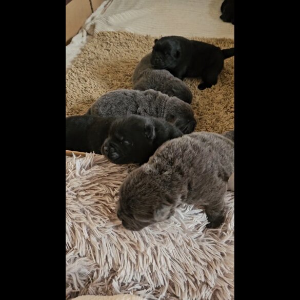 Chow Chow - Both