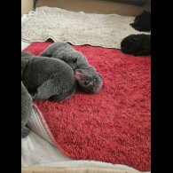 Chow Chow - Both
