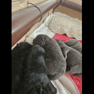 Chow Chow - Both