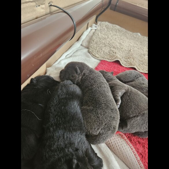 Chow Chow - Both