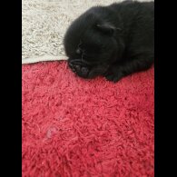 Chow Chow - Both