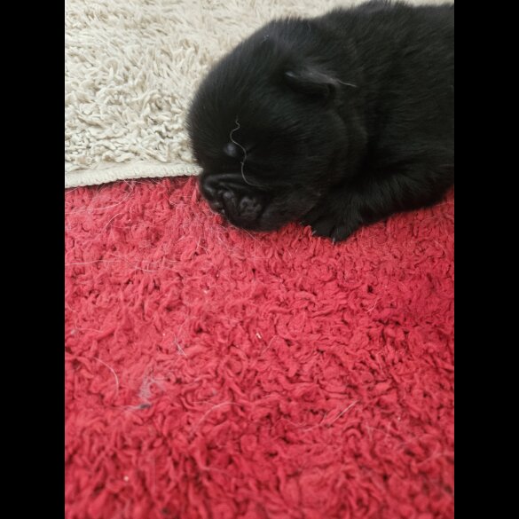 Chow Chow - Both
