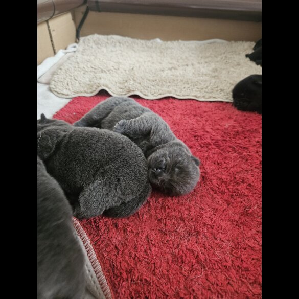 Chow Chow - Both