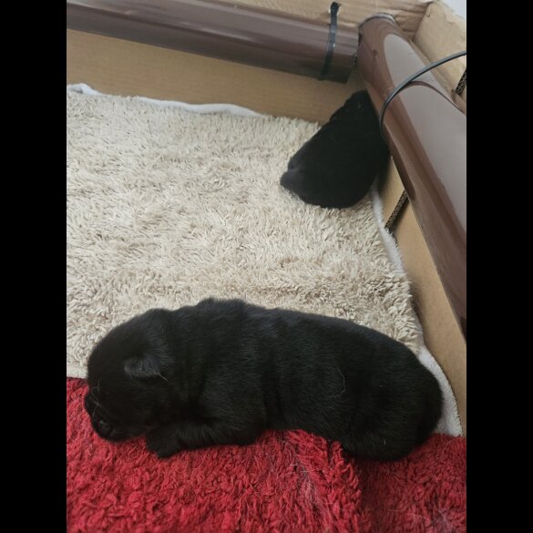 Chow Chow - Both