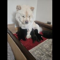 Chow Chow - Both