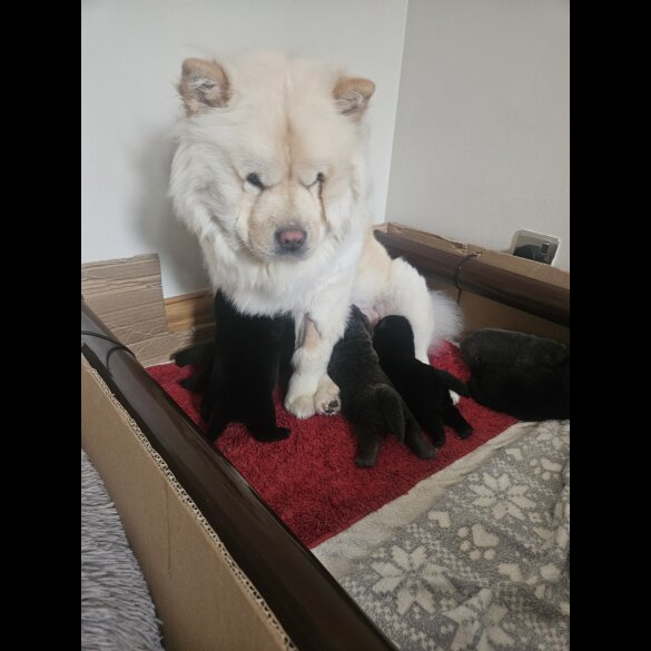 Chow Chow - Both