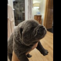 Chow Chow - Both