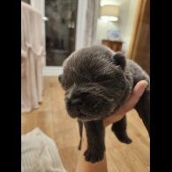 Chow Chow - Both