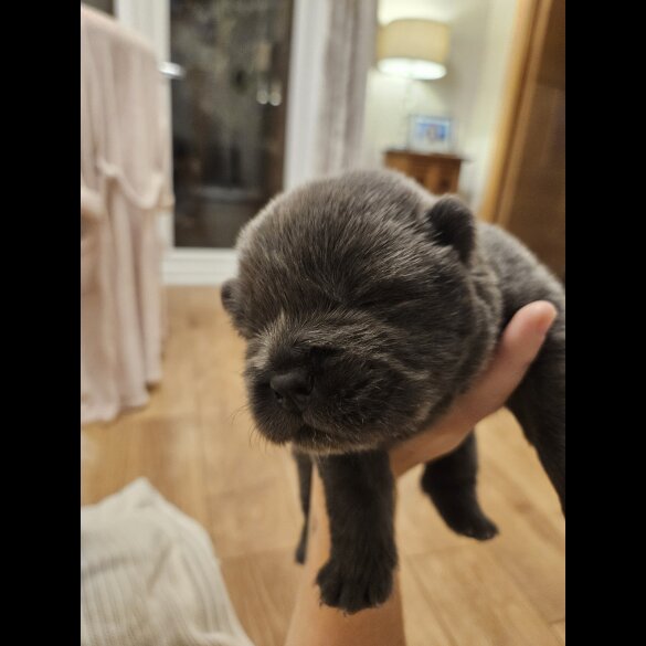 Chow Chow - Both