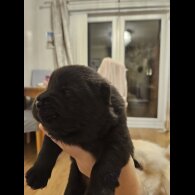 Chow Chow - Both