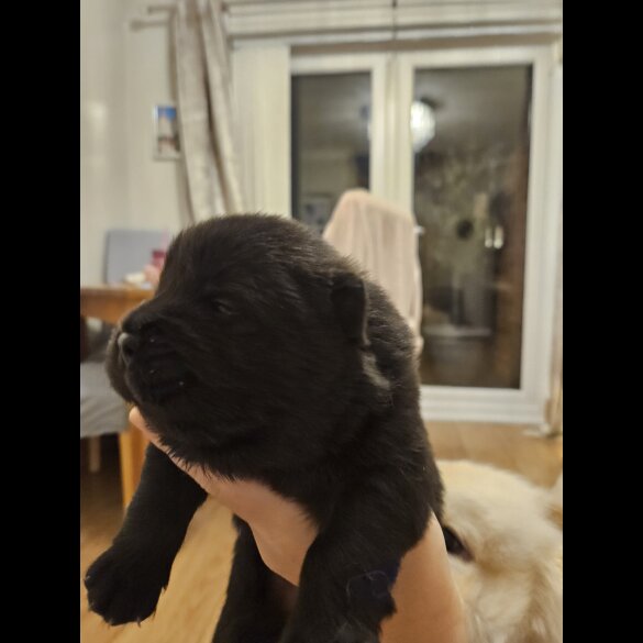 Chow Chow - Both
