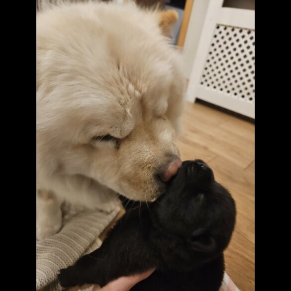 Chow Chow - Both