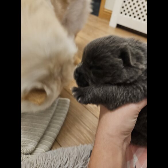 Chow Chow - Both
